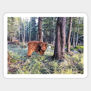 Scottish Highland Cattle Calf 1594 Sticker